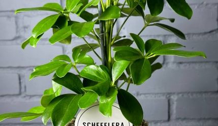 Шеффлера — денежное растение
